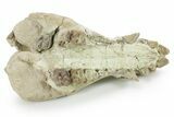 Partial Fossil Early Pig (Perchoerus) Skull - South Dakota #355489-3